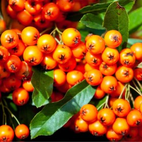 Tűztövis Orange Glow - Pyracantha coccinea